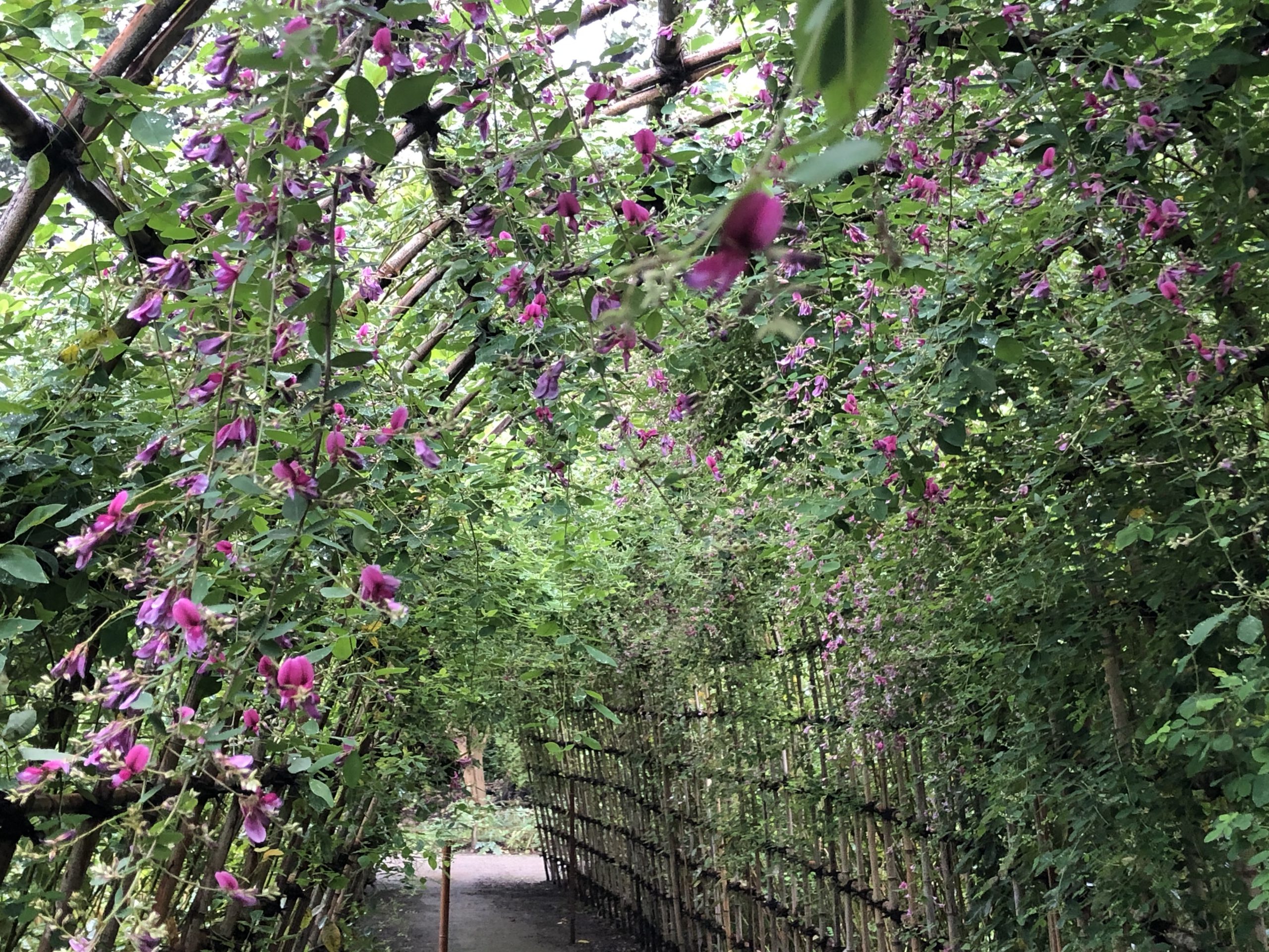 向島百花園 東京スカイツリーを借景に花々を愛でる 見頃を迎えた萩のトンネルを歩く たまねこトラベル