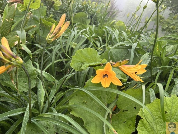 月山八合目